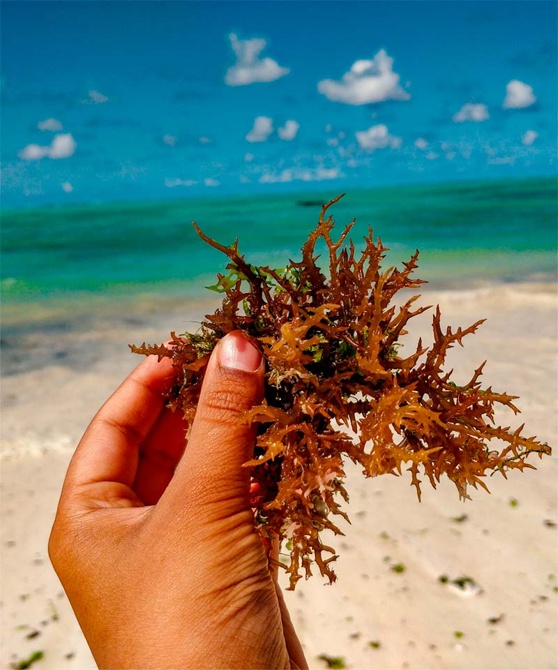 ¿Cuál es la época de sargazo en Cancún? Aquí te respondemos