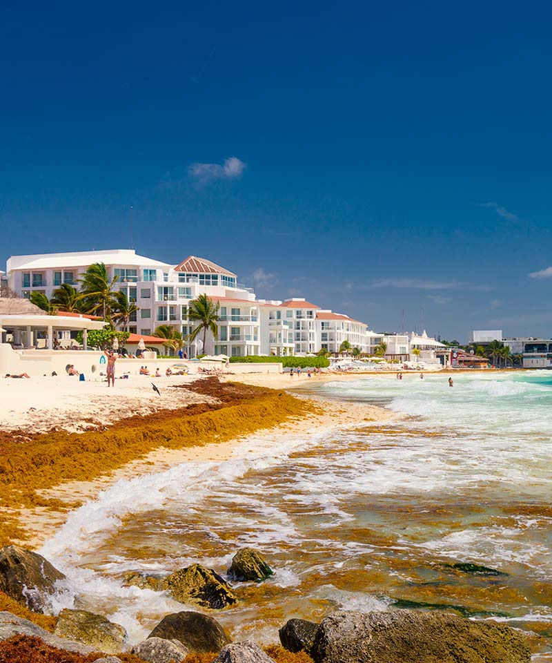 Playa del Carmen, Tulum y Holbox en el mapa del sargazo mexicano