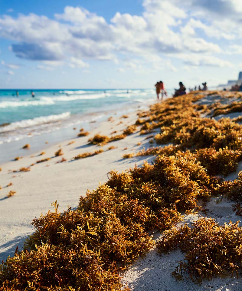 El cambio climático y la proliferación de sargazo en la Riviera Maya